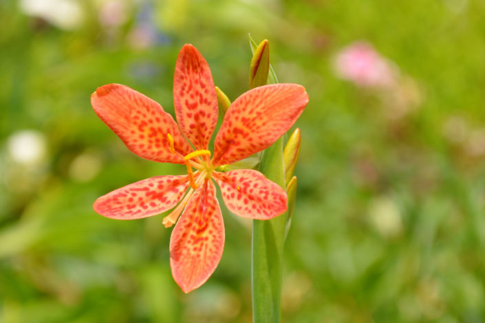 Bellamcanda