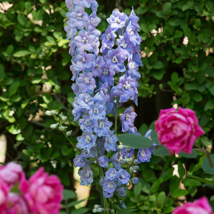 Delphinium_Knock-out-Rose