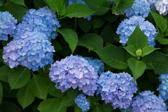 Hydrangea-‘Endless-Summer’