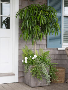 nantucket containers and potted plants