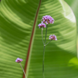 nantucket gardening services