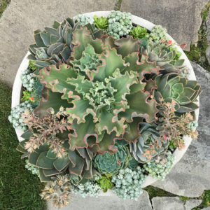 nantucket containers and potted plants