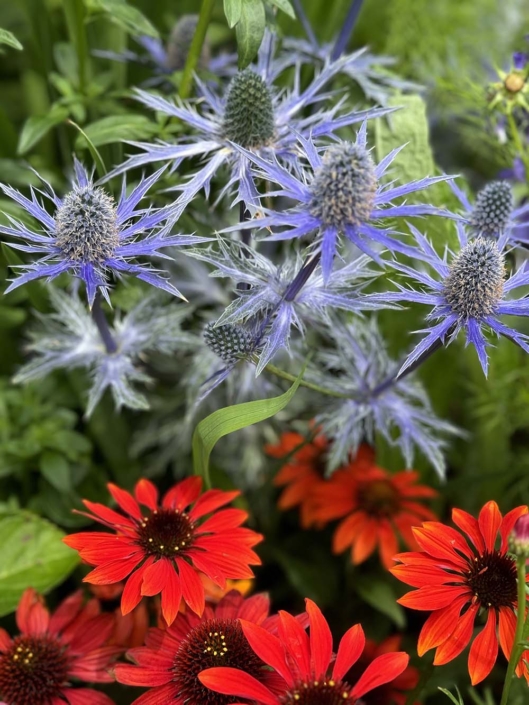 Plants We Love at Ernst Land Design on Nantucket