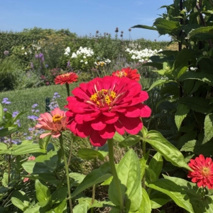 Plants We Love at Ernst Land Design on Nantucket