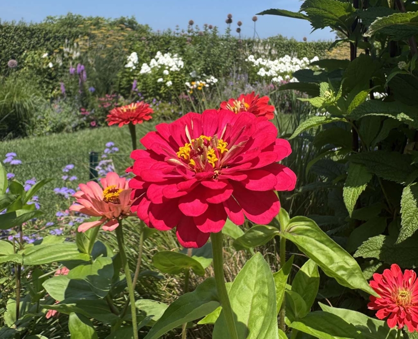 Plants We Love at Ernst Land Design on Nantucket