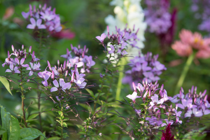 cleome