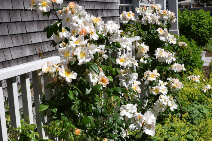 Climbing Rose 'Sally Holmes' / Ladys Mantle