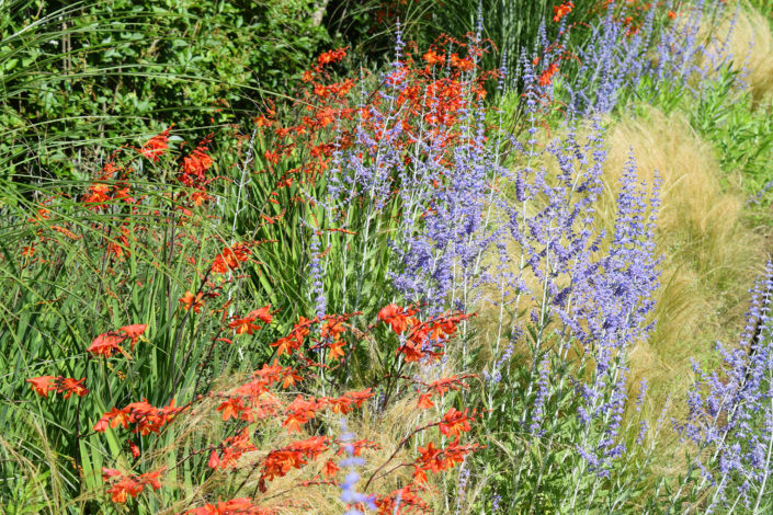 Croscosmia / Russian Sage / Mexican Feather Grass