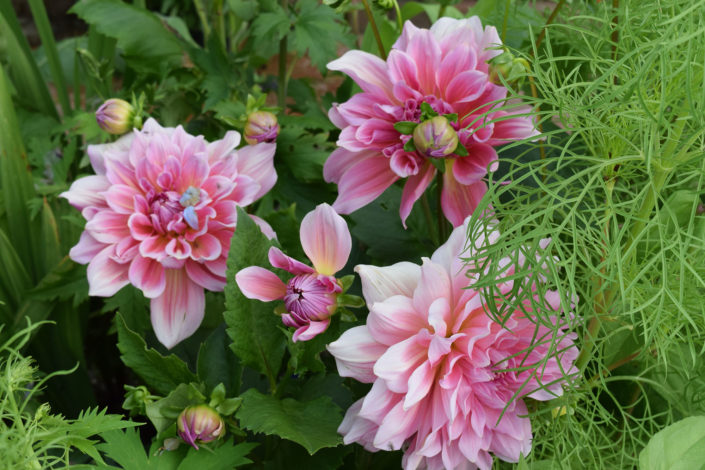 dahlia 'ottos thrill'