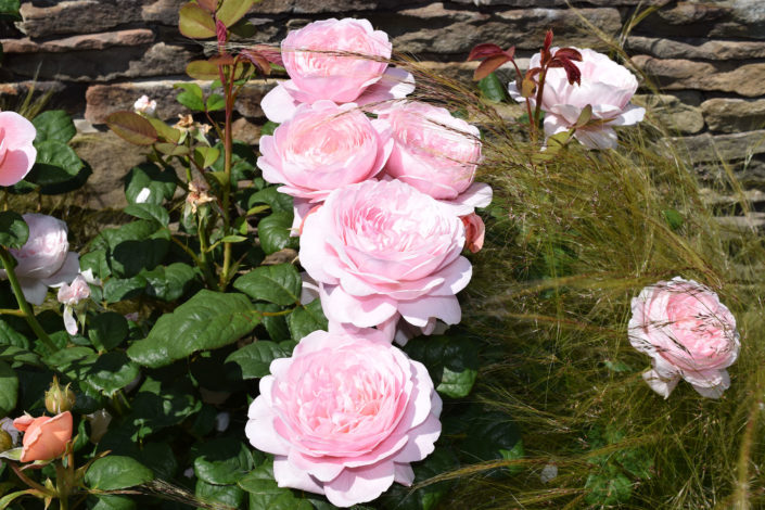 david austin rose 'queen of sweden'