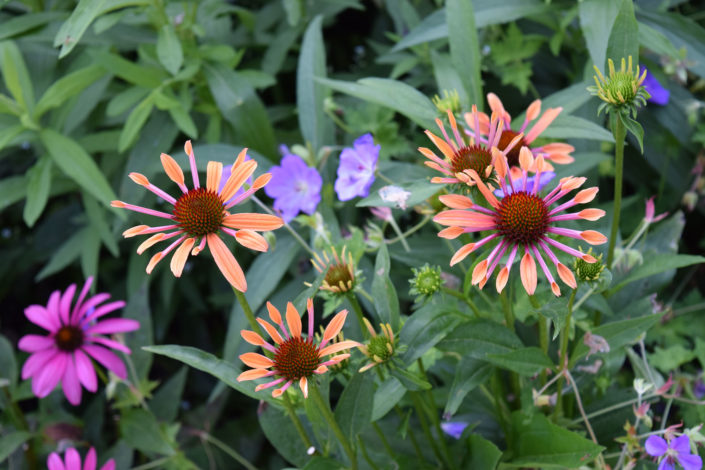 echinacea