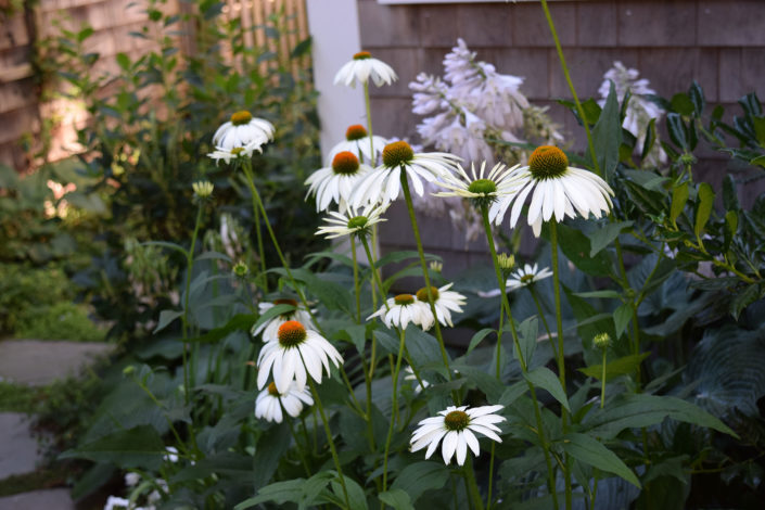 Echinacea 'White Swan'