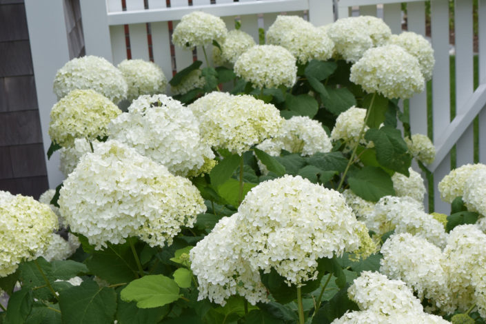 hydrangea-annabelle