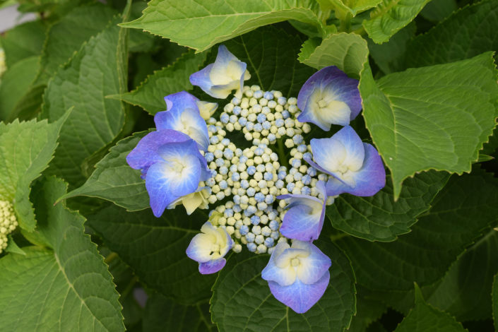 hydrangea-blue-cassel