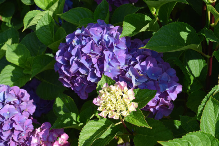 hydrangea-mathilda-gutges
