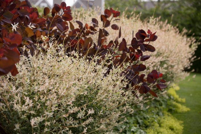 nishiki willow smoke bush