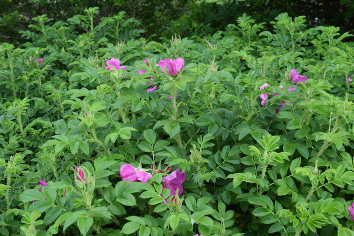 rosa rugosa