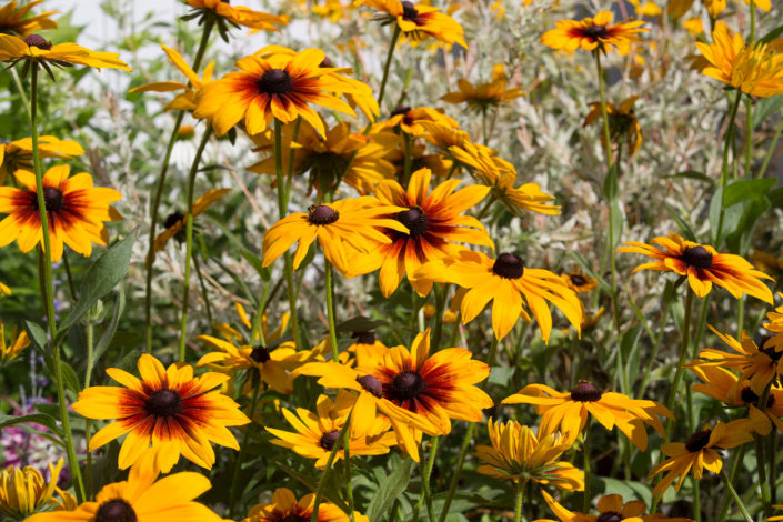 rudbeckia