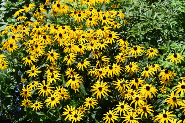 rudbeckia hirta