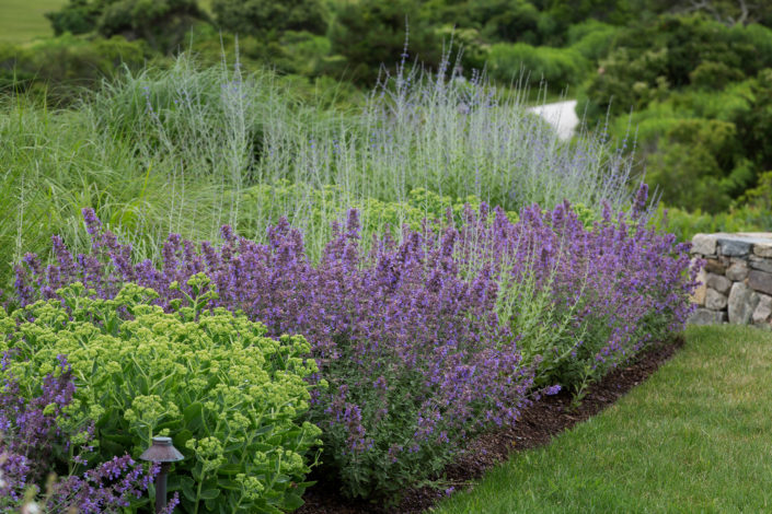 sedum-_-nepteta-_-russian-sage