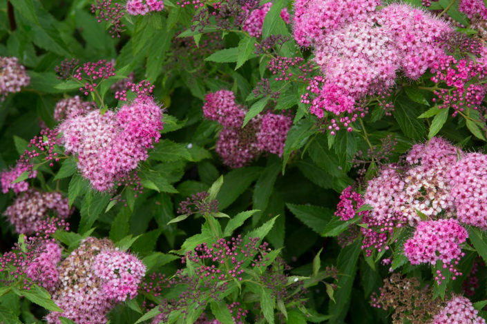 spirea
