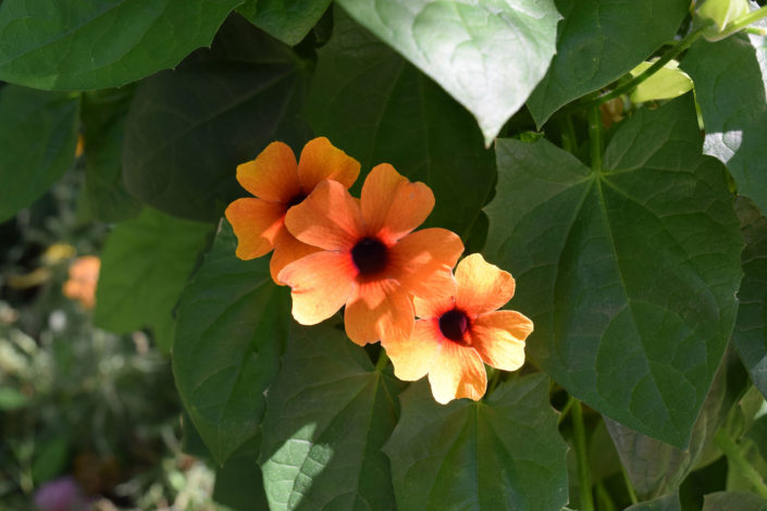 thunbergia
